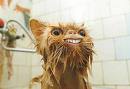 le chat E.T